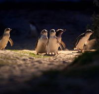 Phillip Island Nature Parks - Accommodation Bookings