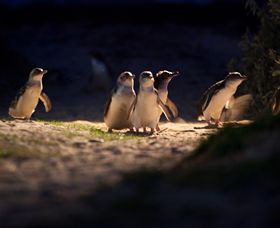 Phillip Island Nature Parks - Accommodation Bookings 0