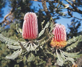 Coorow Wildflower Drive - Accommodation Bookings 0