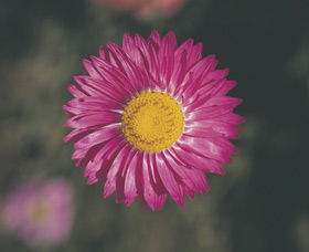 Coorow Wildflower Drive - Accommodation Bookings 1