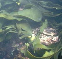 Churchill Island Marine National Park - Accommodation Bookings