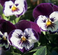 Newtown Park State Rose Garden - Accommodation Bookings