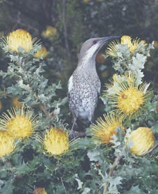 Dryandra Woodland - Accommodation Bookings 1