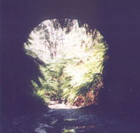 Glow Worm Tunnel - Accommodation Bookings