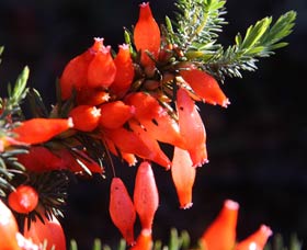 Mount Dale Walk Trail - Accommodation Bookings 3