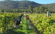 Savina Lane Premum Wines - thumb 1