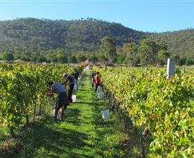 Savina Lane Premum Wines - Accommodation Bookings 1
