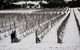 Savina Lane Premum Wines - thumb 2