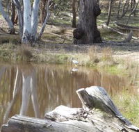 Mulligans Flat - Accommodation Bookings