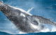 Sydney Whale Watching - thumb 0