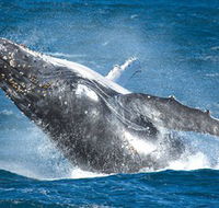 Sydney Whale Watching - Accommodation Bookings