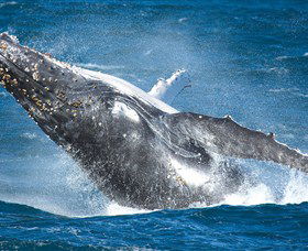 Sydney Whale Watching - Accommodation Bookings 0