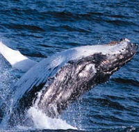 Sydney Eco Whale Watching - Accommodation Bookings
