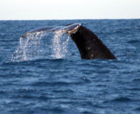Sydney Eco Whale Watching - Accommodation Bookings 1