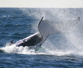 Sydney Eco Whale Watching - Accommodation Bookings 3