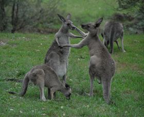 Sydney Private Guided Tours - Accommodation Bookings 3
