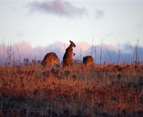 Dingo Tours - Accommodation Bookings 0