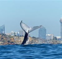 Oz Whale Watching - Accommodation Bookings