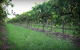 Bunnamagoo Wines - thumb 2