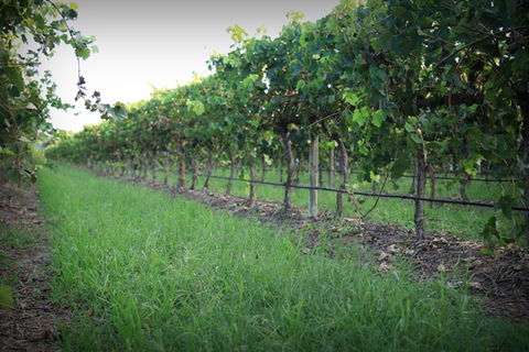 Bunnamagoo Wines - Accommodation Bookings 2