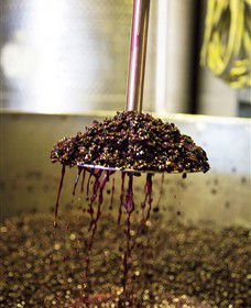 Quealy Winemakers - Accommodation Bookings 6