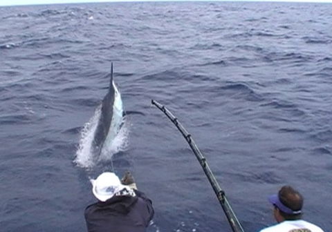 Amokura Charters - Accommodation Bookings 0