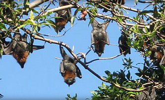 Blackbutt Reserve - Accommodation Bookings 1