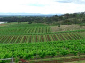 Hunter Vineyard Tours - Accommodation Bookings 2