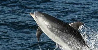 Tamboi Queen Cruises - Accommodation Bookings 2
