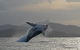 Byron Bay Whale Watching - thumb 1