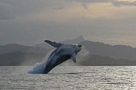 Byron Bay Whale Watching - Accommodation Bookings 1