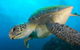 Byron Bay Dive Centre - thumb 0
