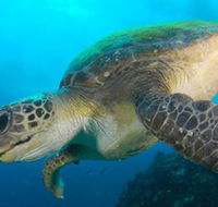 Byron Bay Dive Centre - Accommodation Bookings