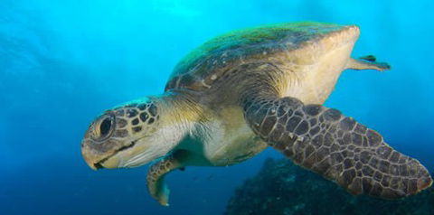 Byron Bay Dive Centre - Accommodation Bookings 0