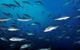 Byron Bay Dive Centre - thumb 2