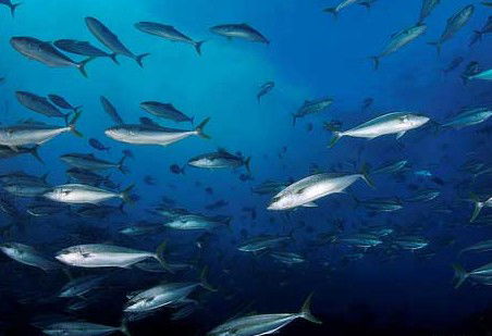 Byron Bay Dive Centre - Accommodation Bookings 2