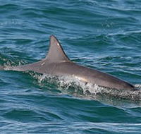 Byron Bay Dolphin Wildlife Tours - Accommodation Bookings