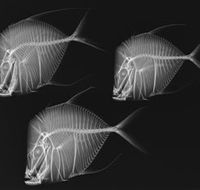 X-Ray Vision Fish Inside Out - Accommodation Bookings