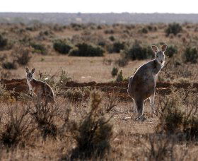 Silver City Tours - Accommodation Bookings 1
