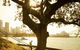 Royal Botanic Gardens And The Domain - thumb 0