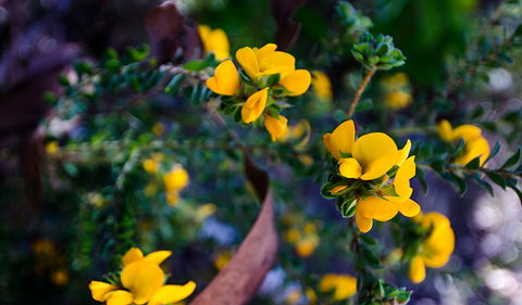 Canoelands Ridge Walking Track - Accommodation Bookings 2