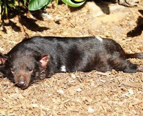 Symbio Wildlife Park - Accommodation Bookings 0