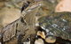 Symbio Wildlife Park - thumb 3