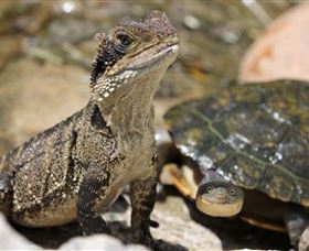 Symbio Wildlife Park - Accommodation Bookings 3