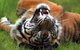 Symbio Wildlife Park - thumb 6