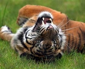 Symbio Wildlife Park - Accommodation Bookings 6