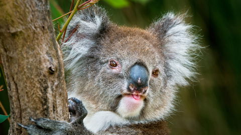 Brisbane Water National Park - Accommodation Bookings 2