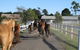 Darkes Forest Riding Ranch - thumb 1