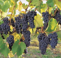Hills Short Wine and Food Trail - Accommodation Bookings