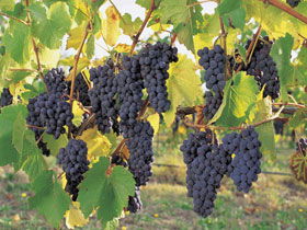Hills Short Wine And Food Trail - Accommodation Bookings 0